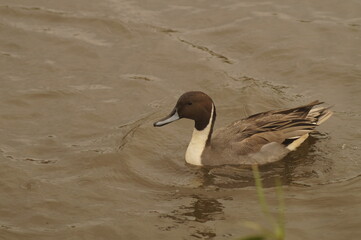A duck swimming in a river