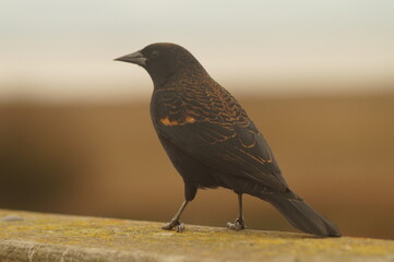A bird standing on a railing