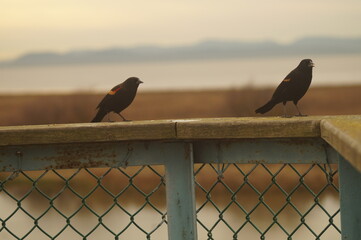Two birds on a railing