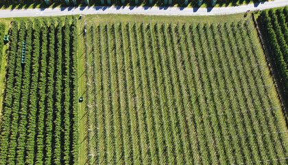 Luftaufnahme mit einer Drohne von einem Apfelanbaugebiet im Vinschgau Südtirol. Obstplantage in...