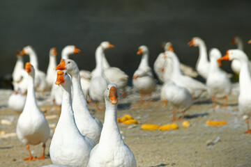 The goose in the yard