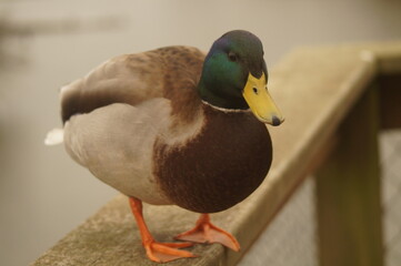 A duck on a wooden railing