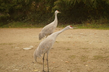 A pair of cranes near a lake