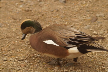 A duck on land near a lake