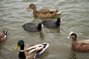 A group of ducks in a lake