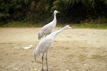 A pair of cranes in British Columbia