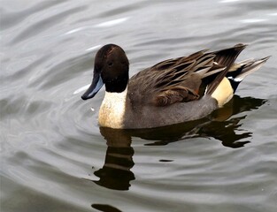 Duck swimming in a lake