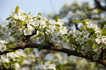 Pear flower