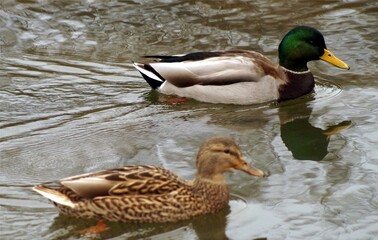 A couple of mallard ducks in a pond