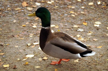 Mallard duck standing near a pond