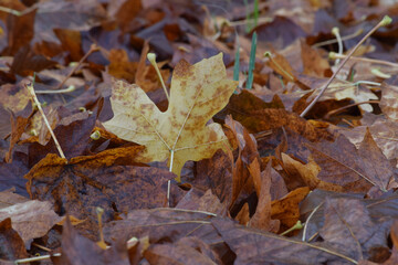 Maple Leaf Autumn 01