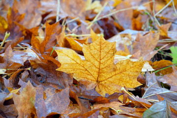 Maple Leaf Autumn 02