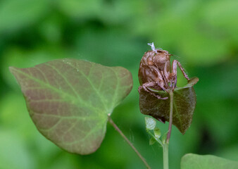 cicada carapace on leaf, front view