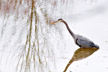 Heron in the Pond 02