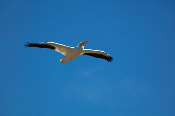 A White Pelican Flying in a Clear Blue Sky