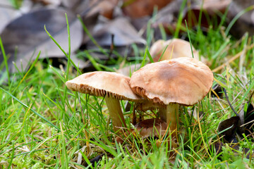 Backyard Mushroom 01