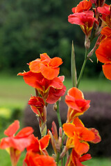 Beautiful red flowers grow in the garden