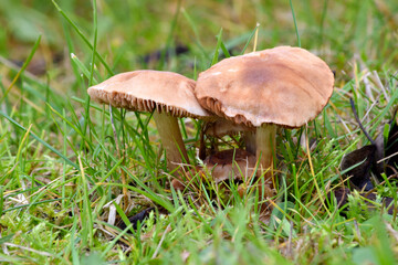 Backyard Mushroom 02