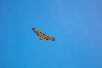 A Cooper's Hawk Soaring in the Sky looking below and Surveying the Landscape with Wings Spread