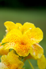 Yellow flowers grow beautifully in the garden