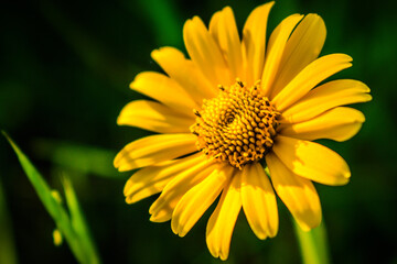 yellow flower