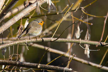 small robin bird on the tree branch in forest in autumn