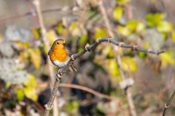 small robin bird on the tree branch in forest in autumn