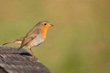 Bird robin on wooden table   on blur background