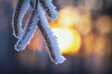 mit Raureif übersäter Birkenzweig mit der Morgensonne im Hintergrund im Winter