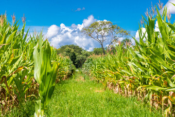 corn plantation in the interior of Brazil