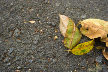 Background of dry leaves on the road. Negative space for the concept of nature and natural cleanliness