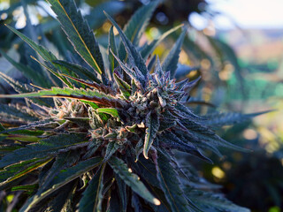 Outdoor Sungrown Full Spectrum Cannabis Marijuana Flower Plant Bud Colorful Malibu Mirage