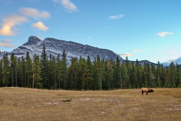 Fototapeta na wymiar Typical Canadian landscape - meadow, woods, mountains and an elk.