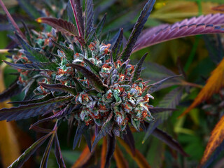 Outdoor Sungrown Full Spectrum Cannabis Marijuana Flower Plant Bud Colorful Cherry Do Si Do