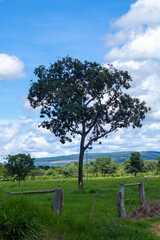 solitary tree in the Brazilian savannah