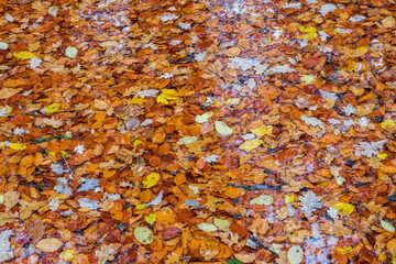 Autumn leaves on the surface of the water
