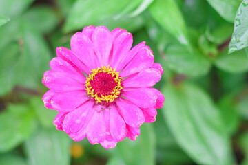 Fototapeta premium close up of pink dahlia flower