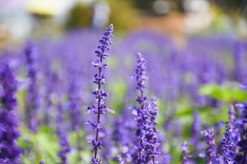 Obraz premium purple flowers in the garden