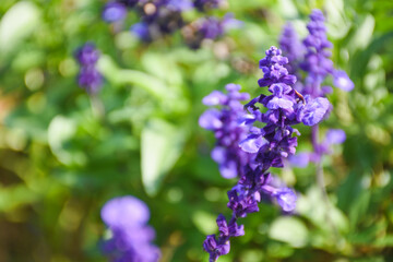 purple flowers in the garden