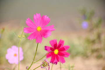 pink cosmos flowers in field