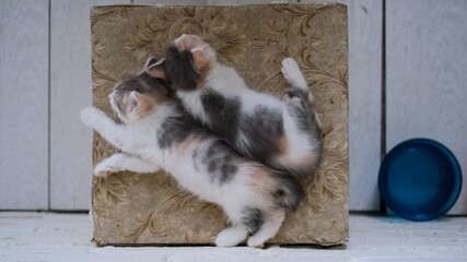 Top view of two cute embarrassing small kitten sleeping, resting tabby spotted cats on the terrace, charming pets