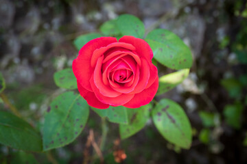 Zenithal view of a beautiful rose