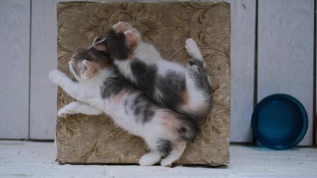 Top view of two cute embarrassing small kitten sleeping, resting tabby spotted cats on the terrace, charming pets