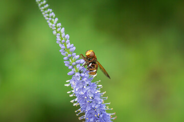 Bee on a 