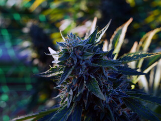 Outdoor Sungrown Full Spectrum Cannabis Marijuana Flower Plant Bud Colorful Cherry Cheesecake