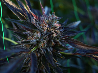 Naklejka na ściany i meble Outdoor Sungrown Full Spectrum Cannabis Marijuana Flower Plant Bud Colorful Cherry Cheesecake