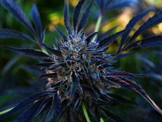 Outdoor Sungrown Full Spectrum Cannabis Marijuana Flower Plant Bud Colorful Cherry Cheesecake
