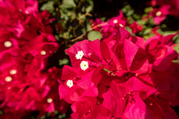 Red Bougainvillea Blossoms with all the Plants Structures easily Seen like the Pistils and Stamens