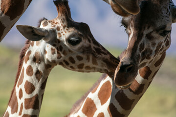 Cute Giraffes Sharing an Intimate Moment and Nuzzling Each Other