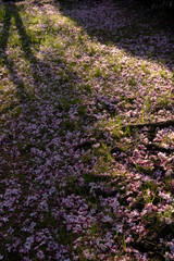Obraz premium Ornamental gardens. Closeup view of Prunus serrulata, also known as Japanese flowering cherry or Sakura, pink flower petals laying in the green grass in the park at sunset.
